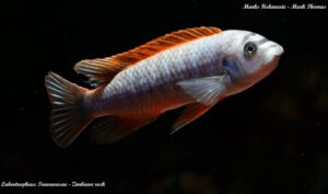 Labeotropheus trewavasae 'Zimbawe Rock'